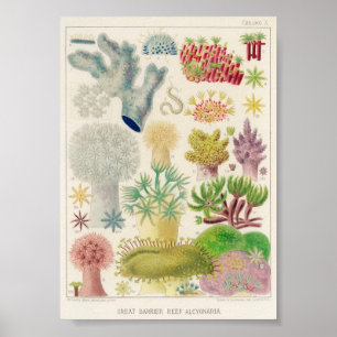 Vintage-Illustration des Meereslebens Poster