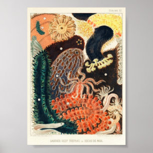 Vintage-Illustration des Meereslebens Poster