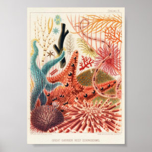 Vintage-Illustration des Meereslebens Poster