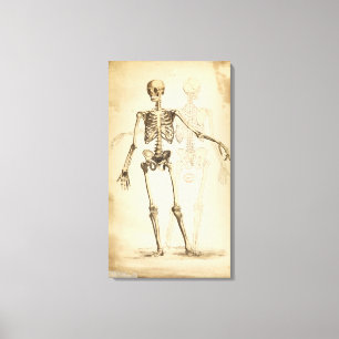 Vintage Illustration des menschlichen Skeletts Leinwanddruck