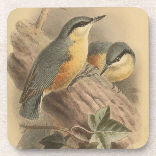 Vintage Illustration des Nuthatch Square Getränkeuntersetzer (Vorderseite)