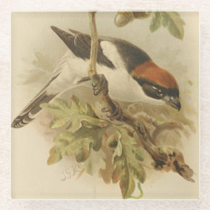 Vintage-Illustration des Rotkopfwürgers Glasuntersetzer