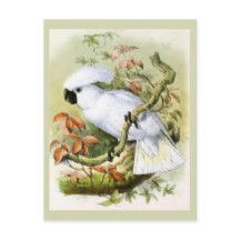 Vintage Illustration des von Schwefel gekreuzten K