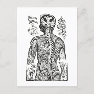 Vintage Illustration: Diagramm der menschlichen An Postkarte