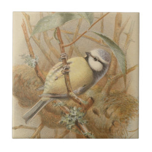Vintage-Illustration einer Blaumeise Fliese