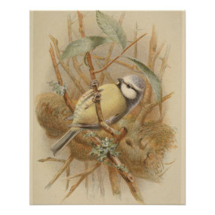 Vintage-Illustration einer Blaumeise Poster