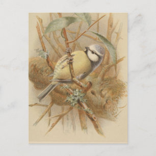 Vintage-Illustration einer Blaumeise Postkarte