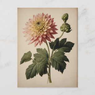 Vintage Illustration einer Dahlie Postkarte