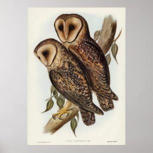 Vintage-Illustration einer Eule Poster