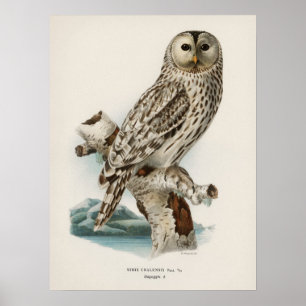 Vintage-Illustration einer Eule Poster