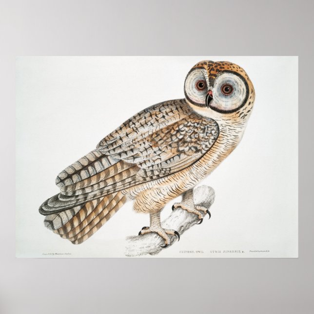 Vintage-Illustration einer Eule Poster (Vorne)