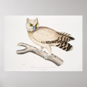 Vintage-Illustration einer Eule Poster