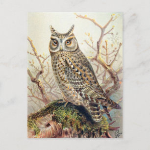 Vintage-Illustration einer Eule Postkarte