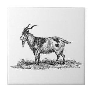 Vintage-Illustration einer Hausziege - Ziegen aus Fliese