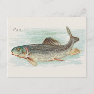 Vintage Illustration einer Meeräsche Postkarte