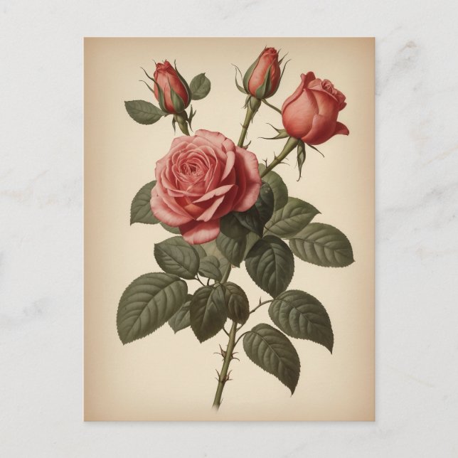 Vintage-Illustration einer Rose Postkarte (Vorderseite)