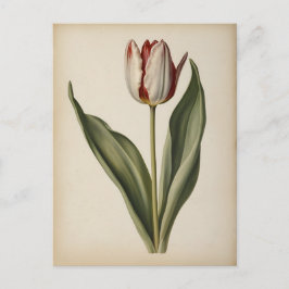 Vintage-Illustration einer Tulpe Postkarte