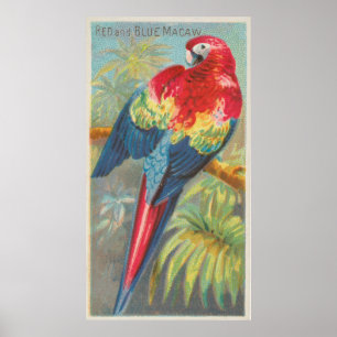 Vintage Illustration eines Ara Parrot (1889) Poster