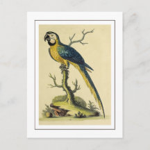 Vintage-Illustration eines blauen und gelben Papag