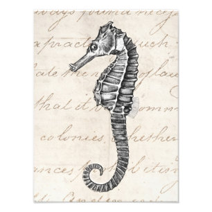 Vintage-Illustration eines Hawaiianischen Seepferd Fotodruck