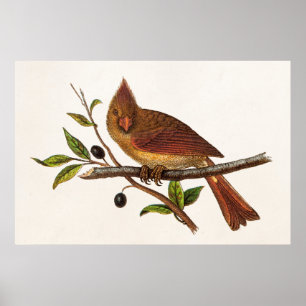 Vintage-Illustration eines Kardinal-Sangvogels - W Poster