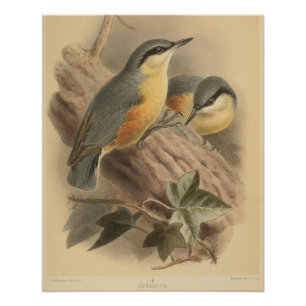 Vintage-Illustration eines Kleibers Poster