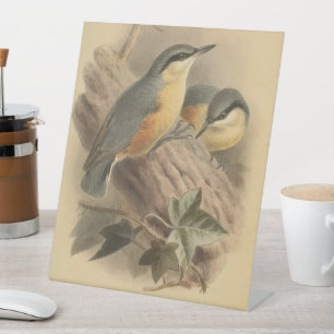 Vintage Illustration eines Kleibers Sockelschild