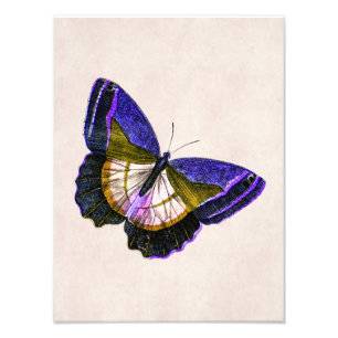 Vintage-Illustration eines lila-goldenen Schmetter Fotodruck