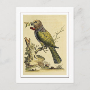 Vintage-Illustration eines roten Fächersittichs Postkarte