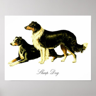 Vintage-Illustration eines Schäferhundes Poster