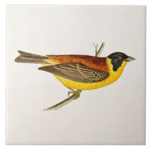 Vintage Illustration eines Singvogels - Vögel aus Fliese