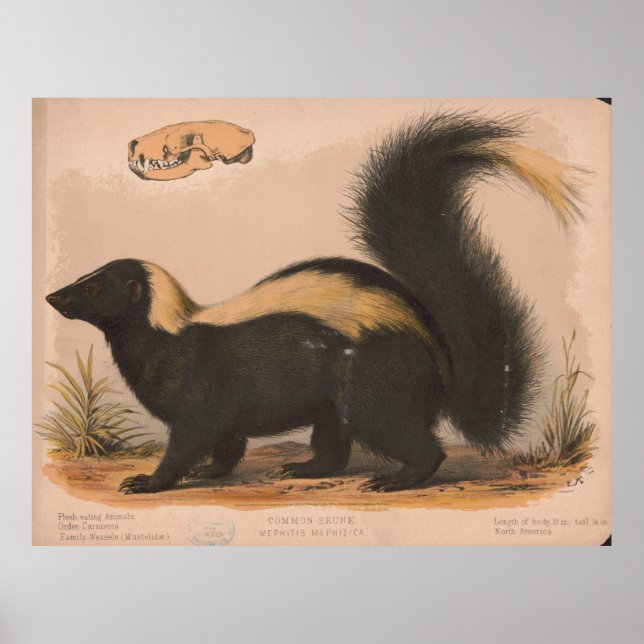 Vintage Illustration eines Skunk (1874) Poster (Vorne)