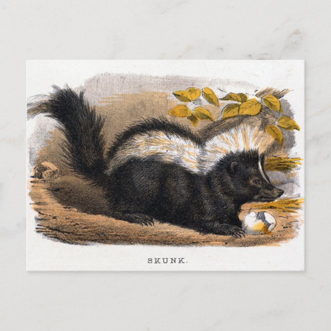 Vintage Illustration eines Skunk Postkarte (Vorderseite)