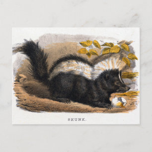 Vintage-Illustration eines Stinktiers Postkarte