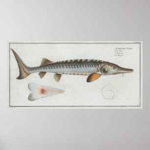 Vintage Illustration eines Sturgeons (1785) Poster