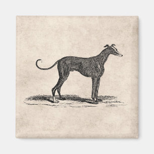 Vintage-Illustration eines Windhundes aus dem 19. Magnet