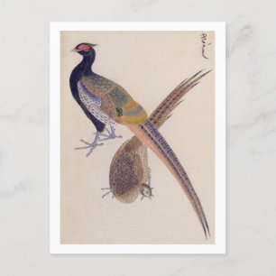Vintage-Illustration: Fasan Postkarte