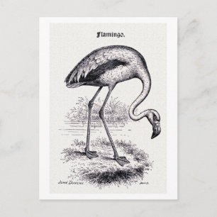 Vintage Illustration "Flamingo" Postkarte