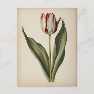 Vintage illustration of a tulip  postkarte