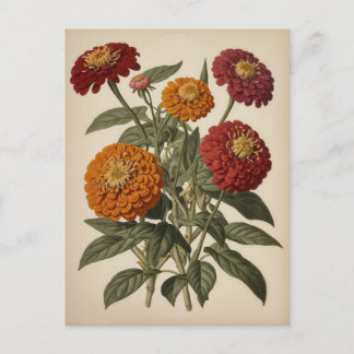 Vintage illustration of a zinnia postkarte