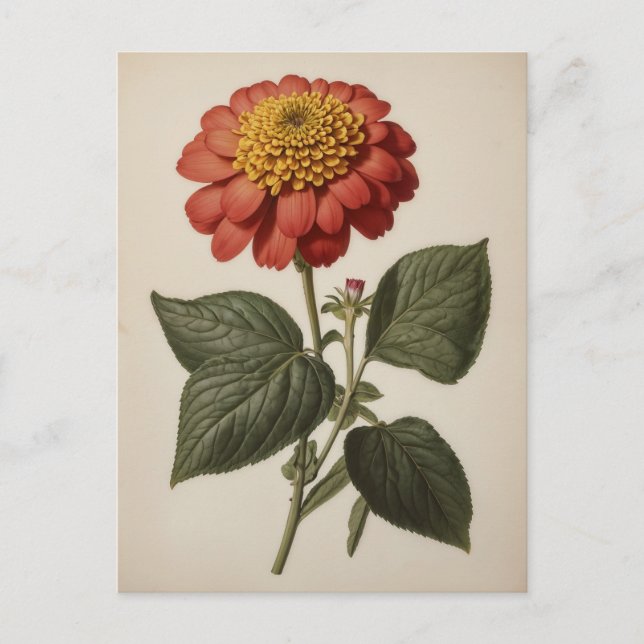 Vintage illustration of a zinnia  postkarte (Vorderseite)
