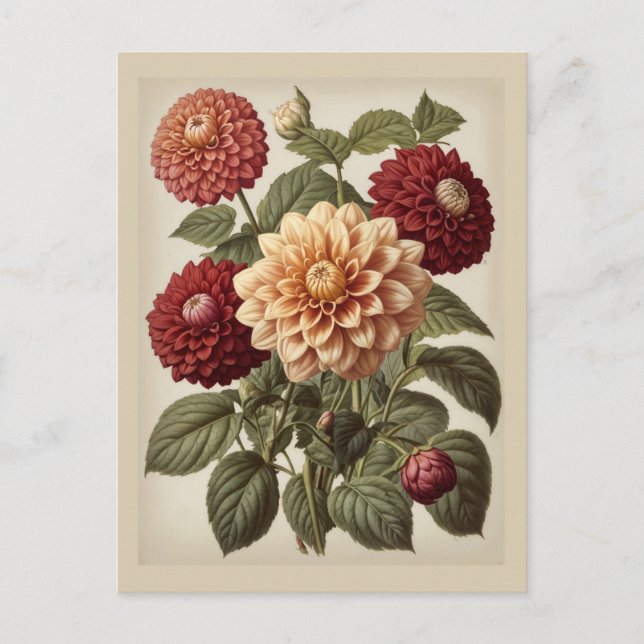 Vintage Illustration of Dahlias  Postkarte (Vorderseite)