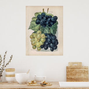 Vintage illustration of grape poster