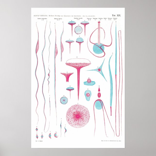 Vintage Illustration Poster (Vorne)