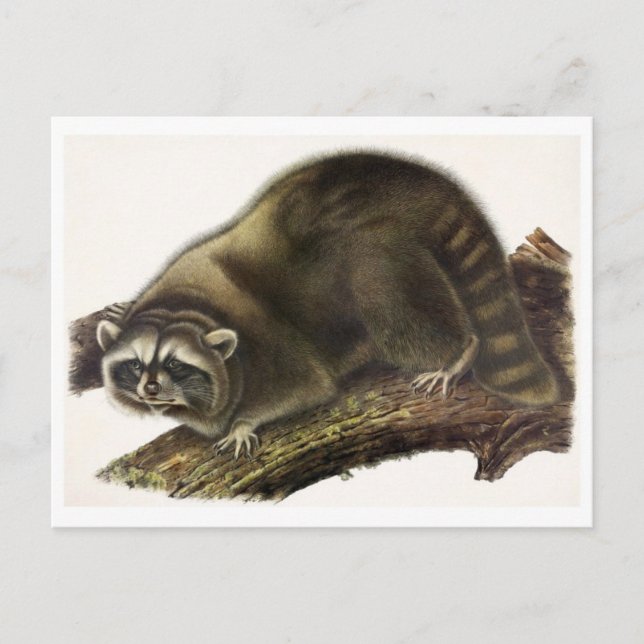 Vintage Illustration Postkarte (Vorderseite)