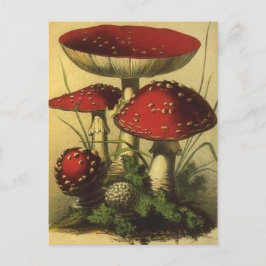 Vintage Illustration Postkarte