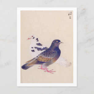 Vintage-Illustration: Taube Postkarte