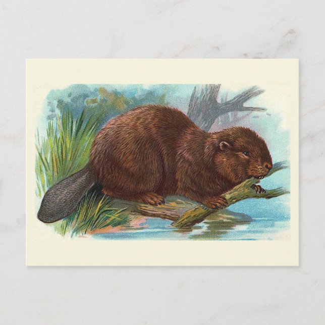 Vintage Illustration "The Beaver" Postkarte (Vorderseite)