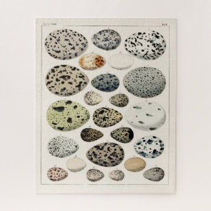 VINTAGE-ILLUSTRATION VÖGEL EIERS PUZZLE