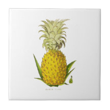Vintage Illustration von Ananas